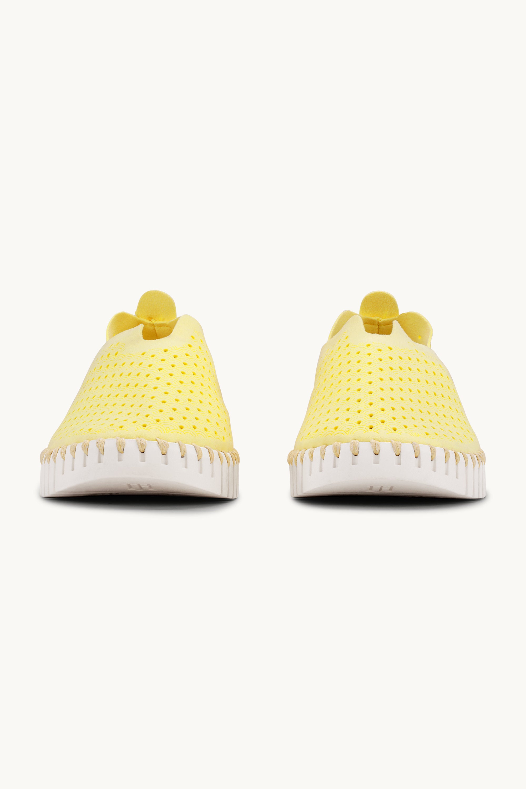 Tulip Skor - Lemon Drop